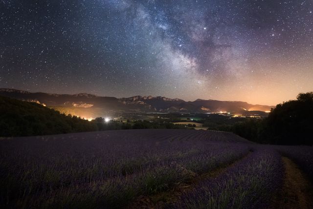 Lavandes sous les étoiles